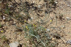 Eschscholzia minutiflora