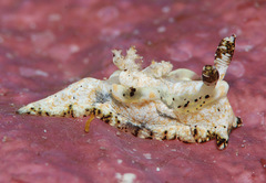Goniodoris