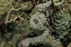 Cladonia diversa