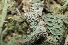 Cladonia diversa