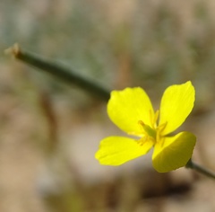 Eschscholzia minutiflora
