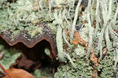 Cladonia diversa