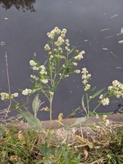Lepidium latifolium