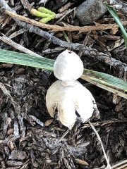 Geastrum
