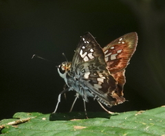 Udranomia kikkawai