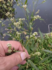 Lepidium latifolium