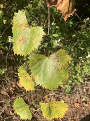 Vitis rotundifolia