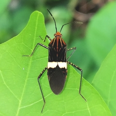 Hypselonotus subterpunctatus