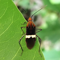 Hypselonotus subterpunctatus