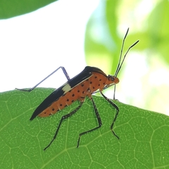 Hypselonotus subterpunctatus