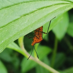 Hypselonotus subterpunctatus