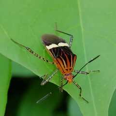 Hypselonotus subterpunctatus