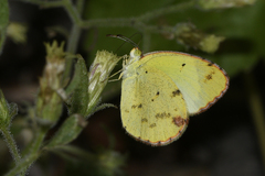 Pyrisitia lisa centralis