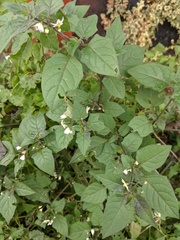 Solanum nigrum