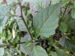 Solanum nigrum
