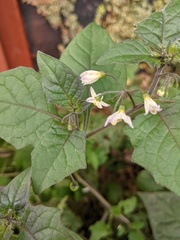 Solanum nigrum