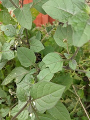 Solanum nigrum