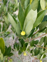Gordonia lasianthus