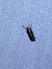 Taphroscelidia linearis