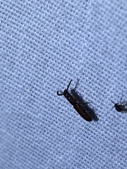 Taphroscelidia linearis