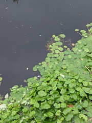 Hydrocotyle ranunculoides