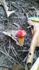 Xerocomus sclerotiorum