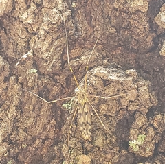 Metalimnobia cinctipes