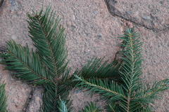 Abies durangensis