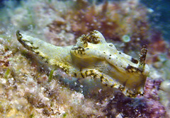 Goniodoris