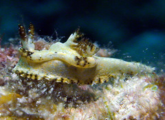 Goniodoris