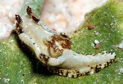 Goniodoris