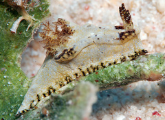 Goniodoris