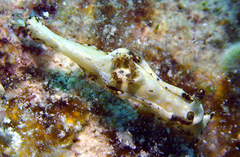 Goniodoris