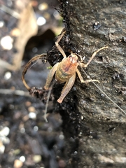 Pristoceuthophilus pacificus