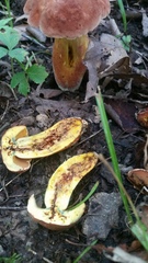 Xerocomus sclerotiorum