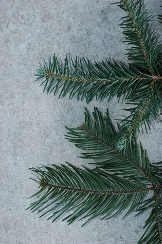 Durango fir