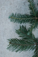 Abies durangensis