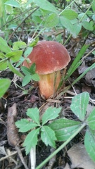 Xerocomus sclerotiorum