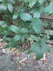 Rubus trivialis