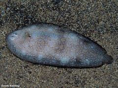 Synapturichthys kleinii