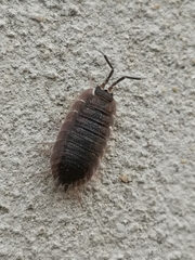 Porcellio scaber