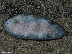 Synapturichthys kleinii