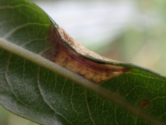 Phyllonorycter salictella