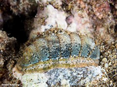 Rhyssoplax canariensis