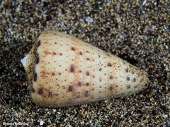 Conus canariensis