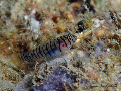 Tigrigobius macrodon