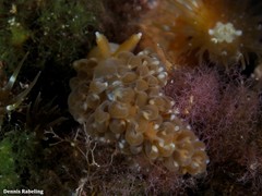 Spurilla neapolitana