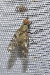 Otites guttata