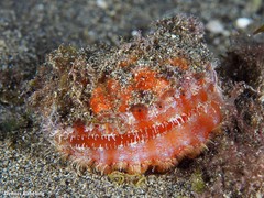 Bractechlamys corallinoides