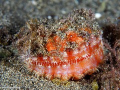 Bractechlamys corallinoides